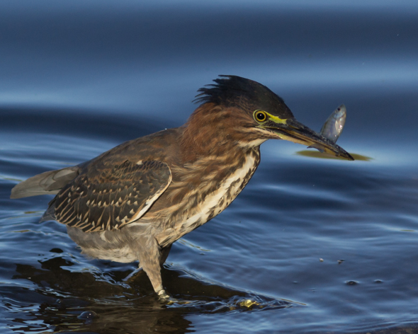 Green Heron with dinner