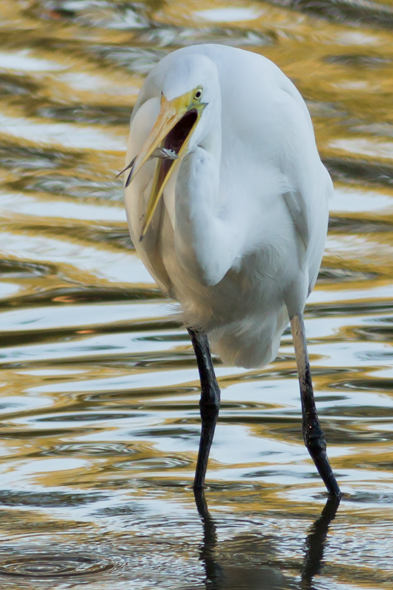 Great Egret with dinner